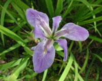 iris close.jpg
